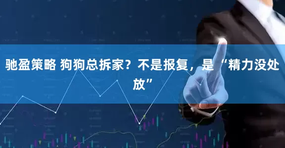 驰盈策略 狗狗总拆家？不是报复，是 “精力没处放”